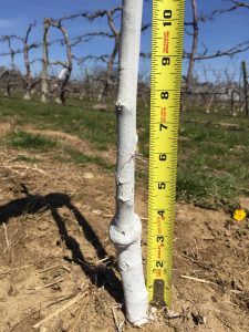 The graft union is at 3.5". The scion is from 4" and above. The rootstock is from 3" and below.