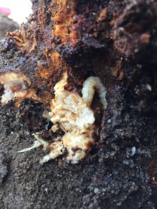 Peach Tree Borer larvae who has made a home in my young peach tree trunk.